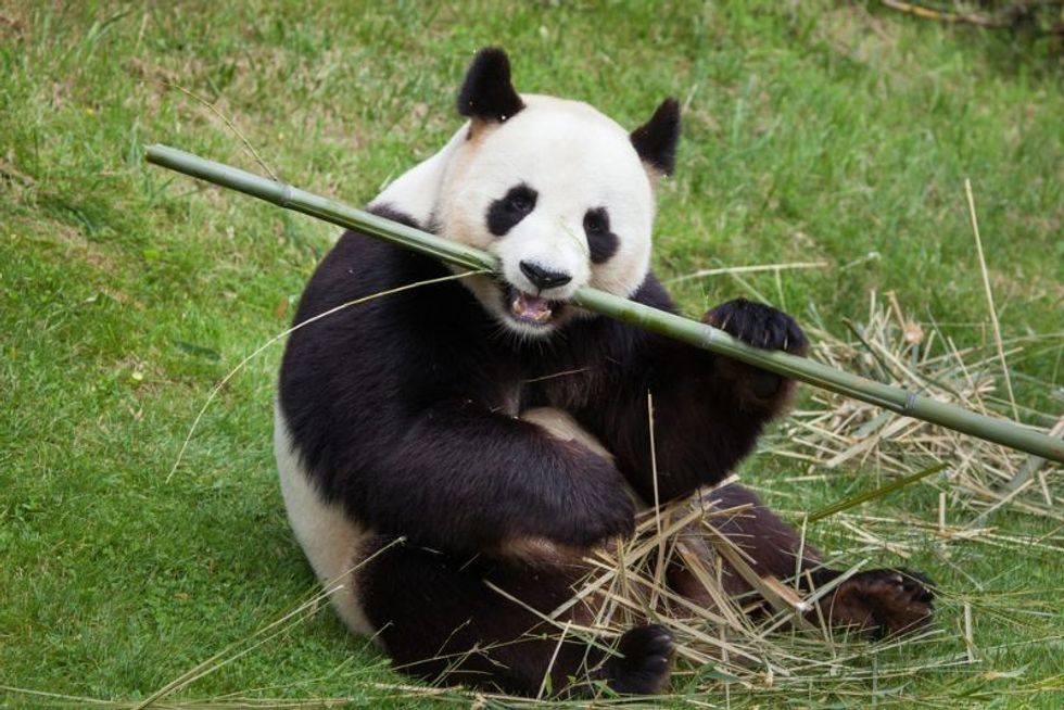 Giant panda sitting on grass