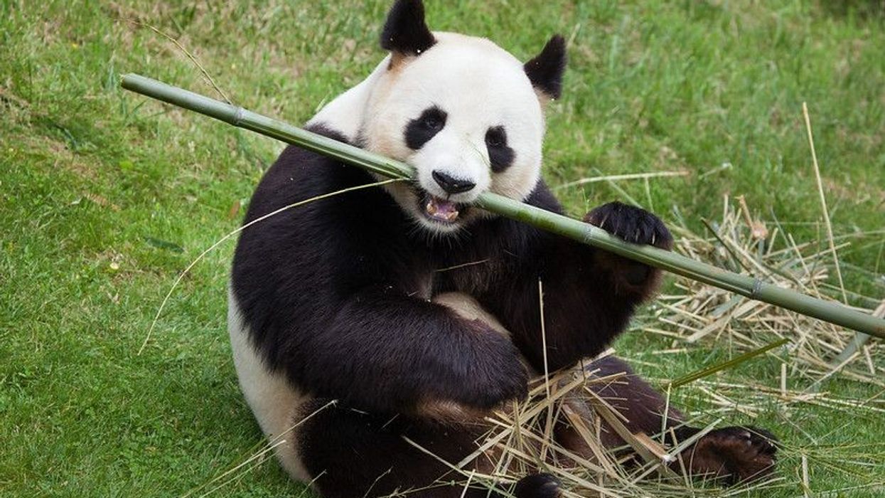 Giant panda wildlife animal.