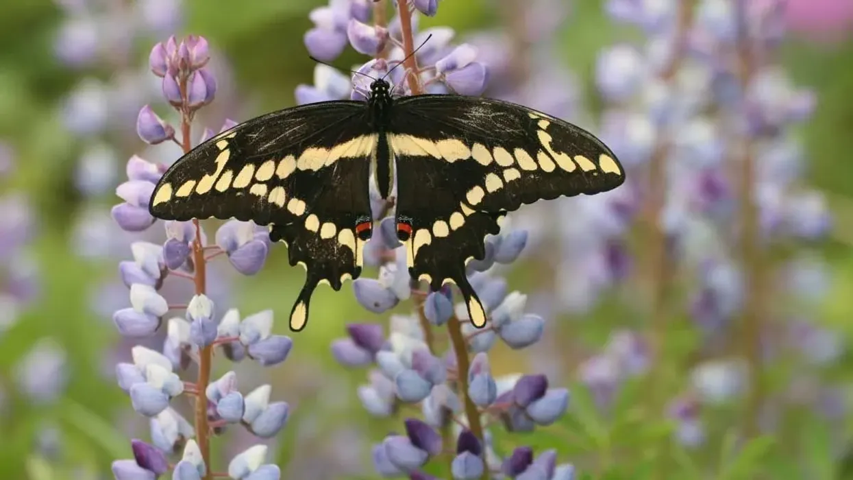 Giant swallowtail butterfly facts for kids are educational!