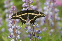 Giant swallowtail butterfly facts for kids are educational!