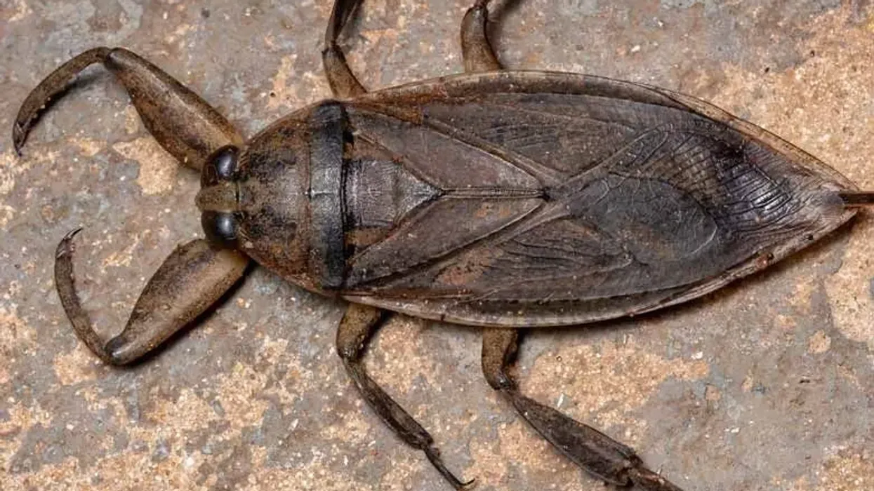Giant water bug facts are intriguing