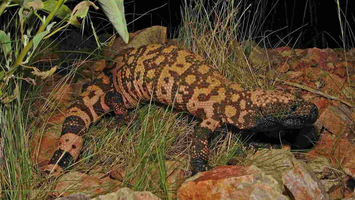Gila Monster facts, one of the largest venomous lizards with colorful scales