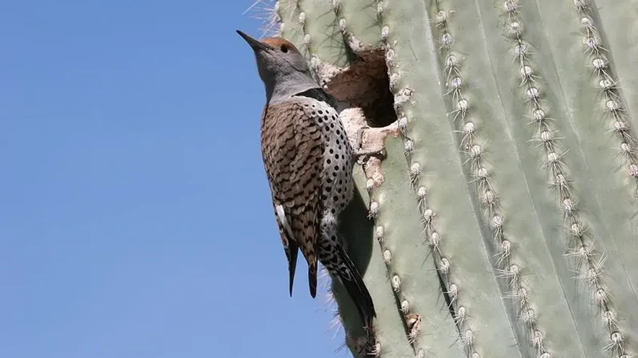 Gilded flicker facts about the birds that build their nest in saguaro cacti.