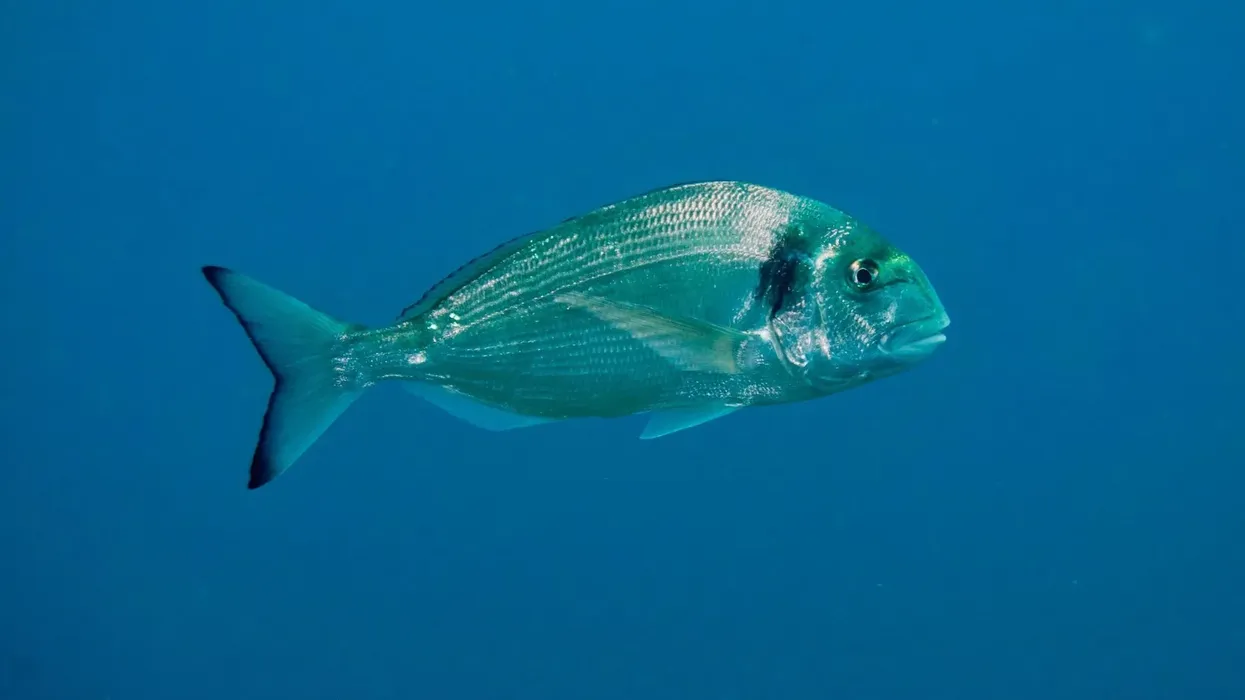 Gilt-head seabream facts talk about their development for commercial fishery systems.
