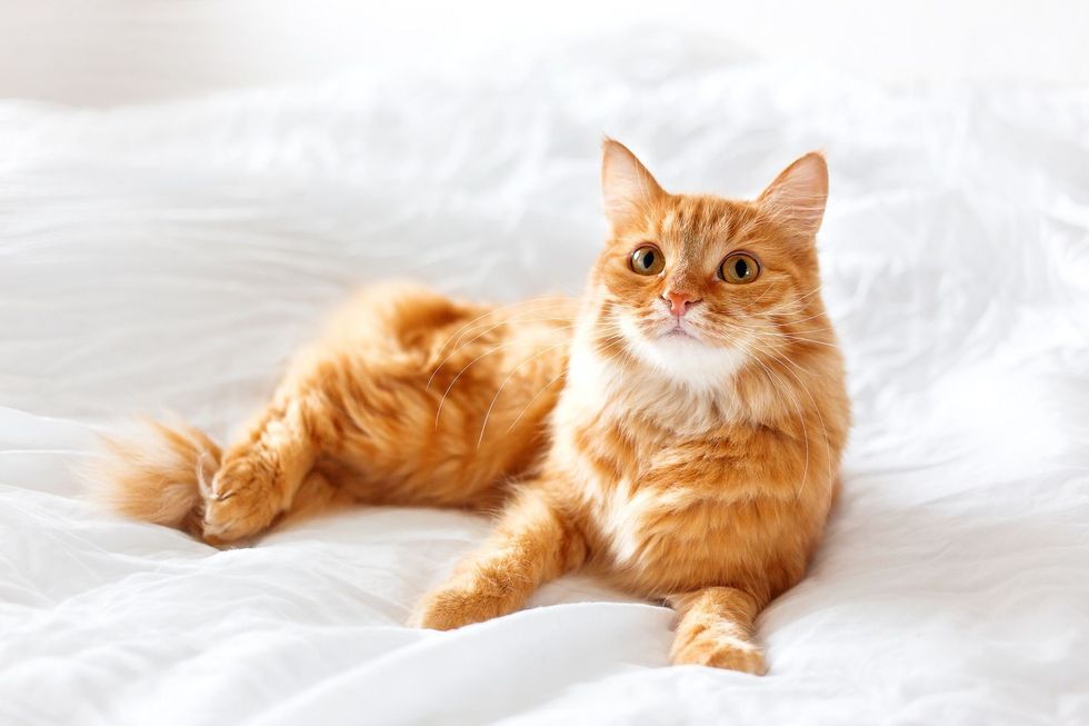 Ginger cat lying on bed.