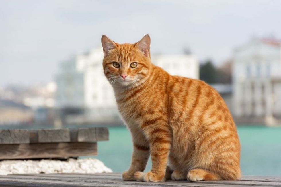 Ginger tabby young cat sitting on a wooden floor