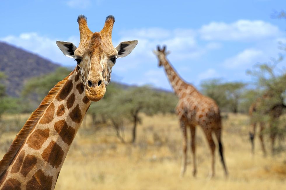 Giraffe in Amboseli National Park, Kenya.