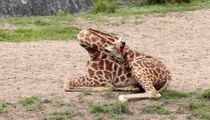 How Do Giraffes Sleep? Do They Sleep Standing Up Or Do They Lie Down 