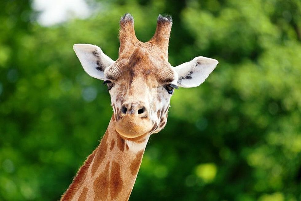 Giraffe in the forest