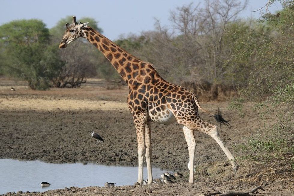 Giraffe near the pond