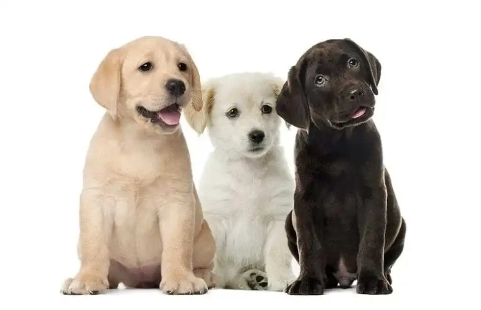 Giving your dog a Japanese name can be unique and it will have a meaning behind it.