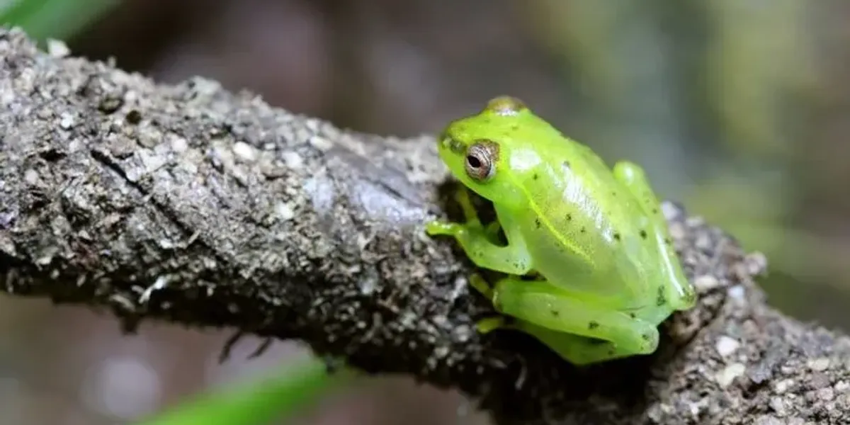 Fun Glass Frog Facts For Kids | Kidadl
