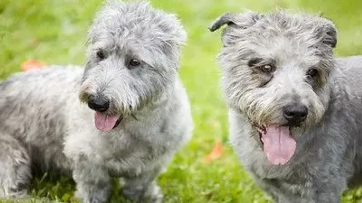 Glen of Imaal Terrier facts about the small and cute dog who instantly wins hearts