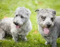 Glen of Imaal Terrier facts about the small and cute dog who instantly wins hearts