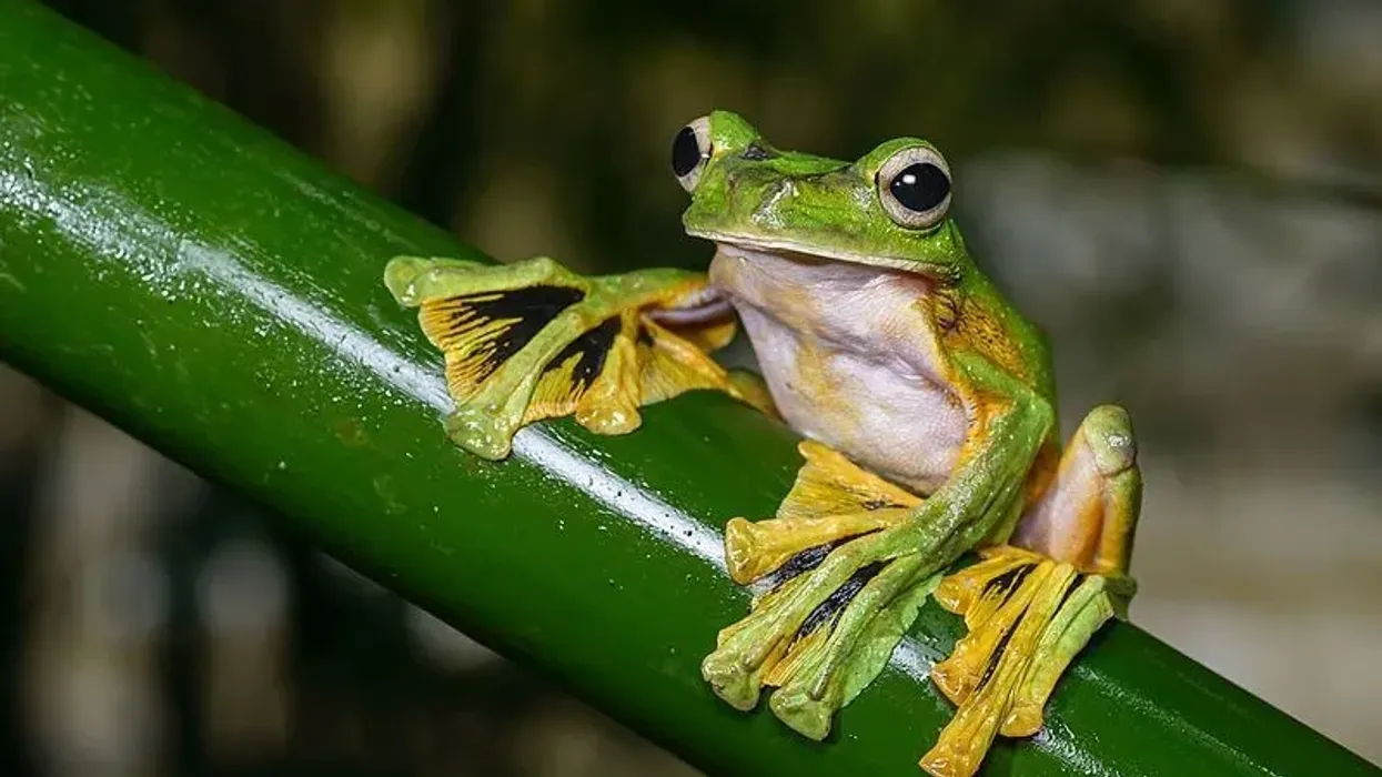 Gliding frog facts talk about the different colors on their bodies such as green and yellow.