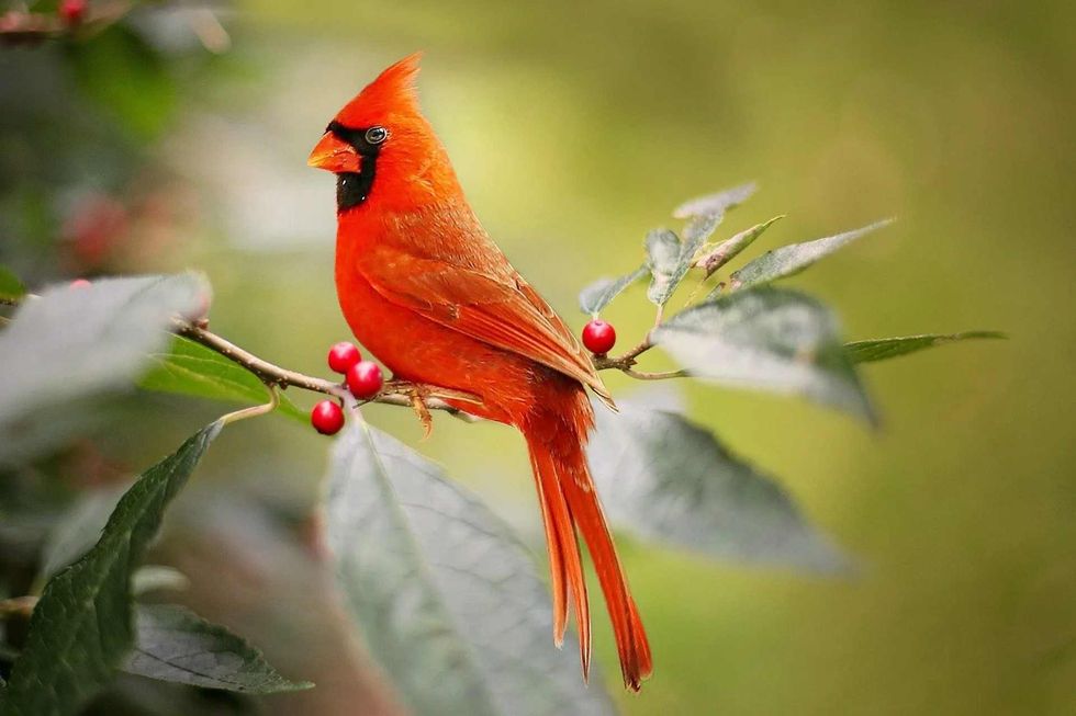 global population of cardinal is about 100 million 