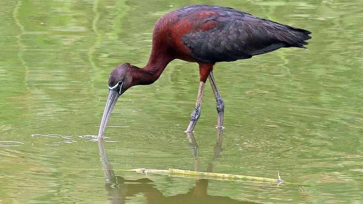 Glossy ibis facts about their flocks are interesting to read