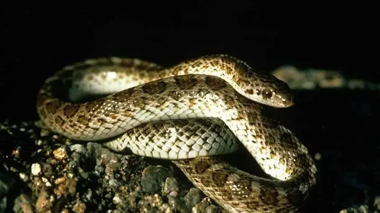 Glossy snake facts are about a shiny, medium-sized colubrid snake