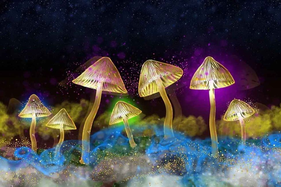 Glowing mushrooms are not just fictitious. They really exist as a variety of bioluminescent mushroom. Know all about them here.