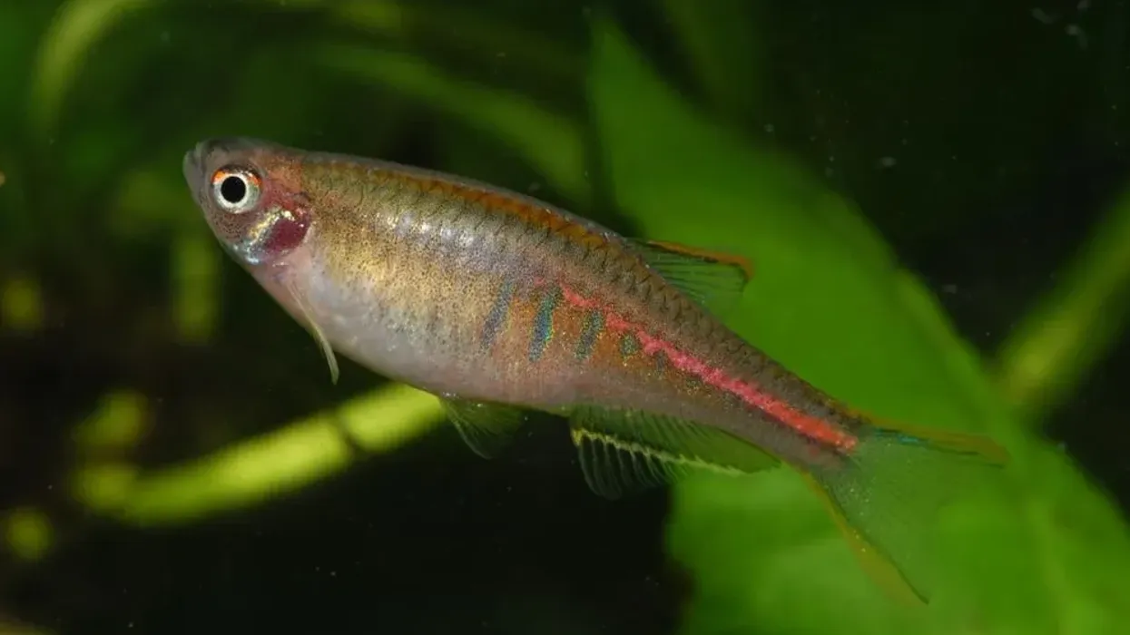 Glowlight Danio facts about a popular aquarium fish, endemic to northern parts of Myanmar