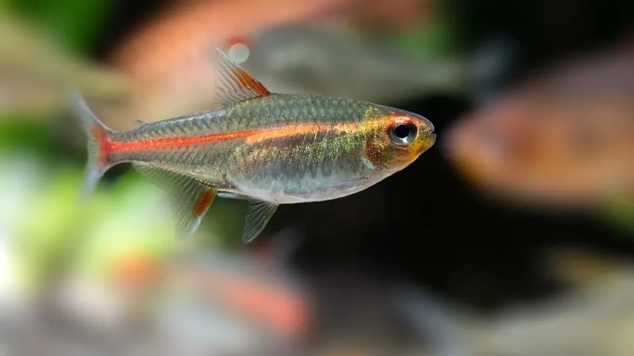 Glowlight tetra facts tell us these tropical fish show wonderful iridescent neon colors under certain lighting