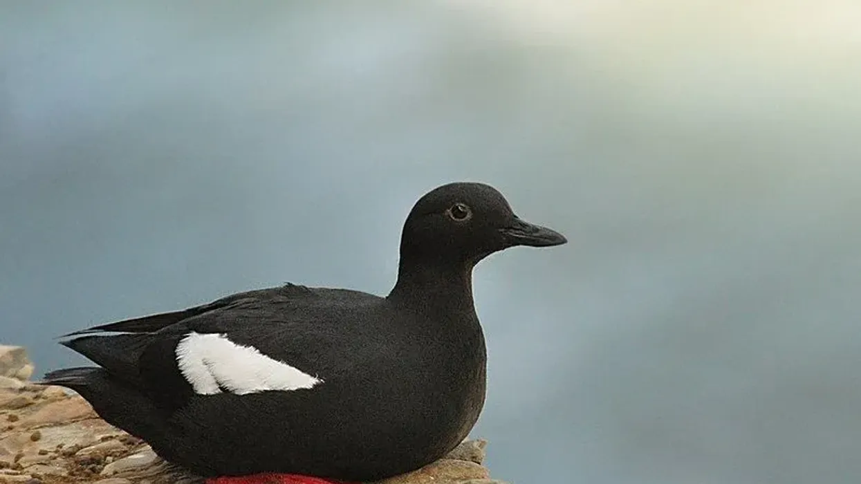 Go through these Pigeon Guillemot facts to know more about this bird.