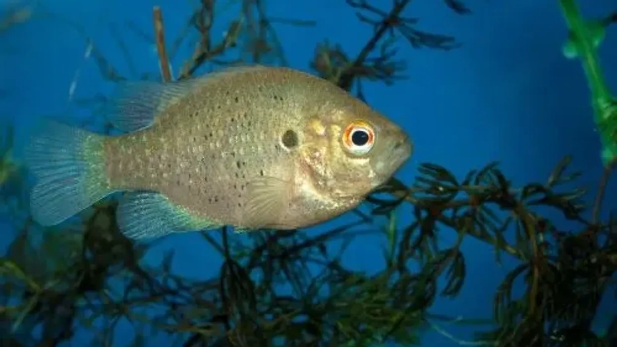 Go through these Redear Sunfish facts to learn more about this fish.