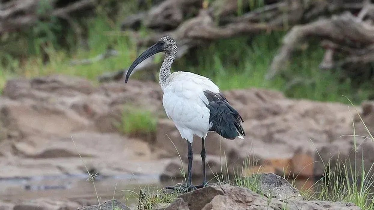 Go through these Sacred Ibis facts to know more about this species.
