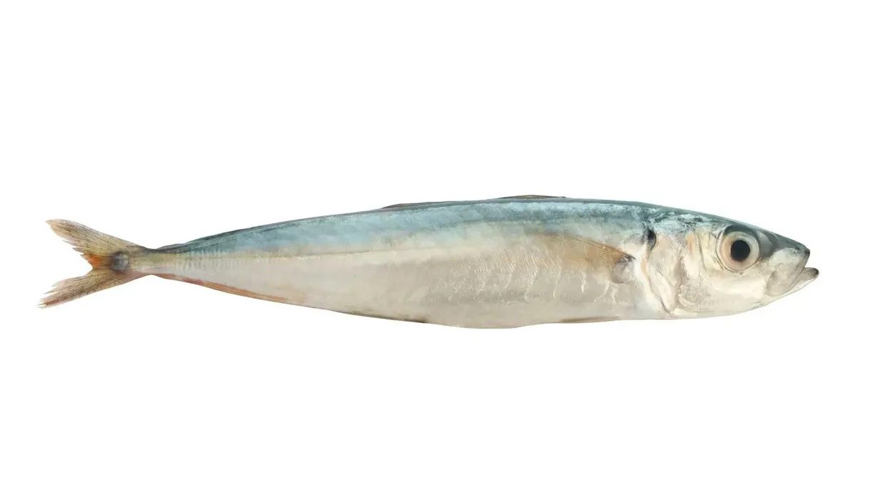 Go through these Sprat facts to know all about this type of fish