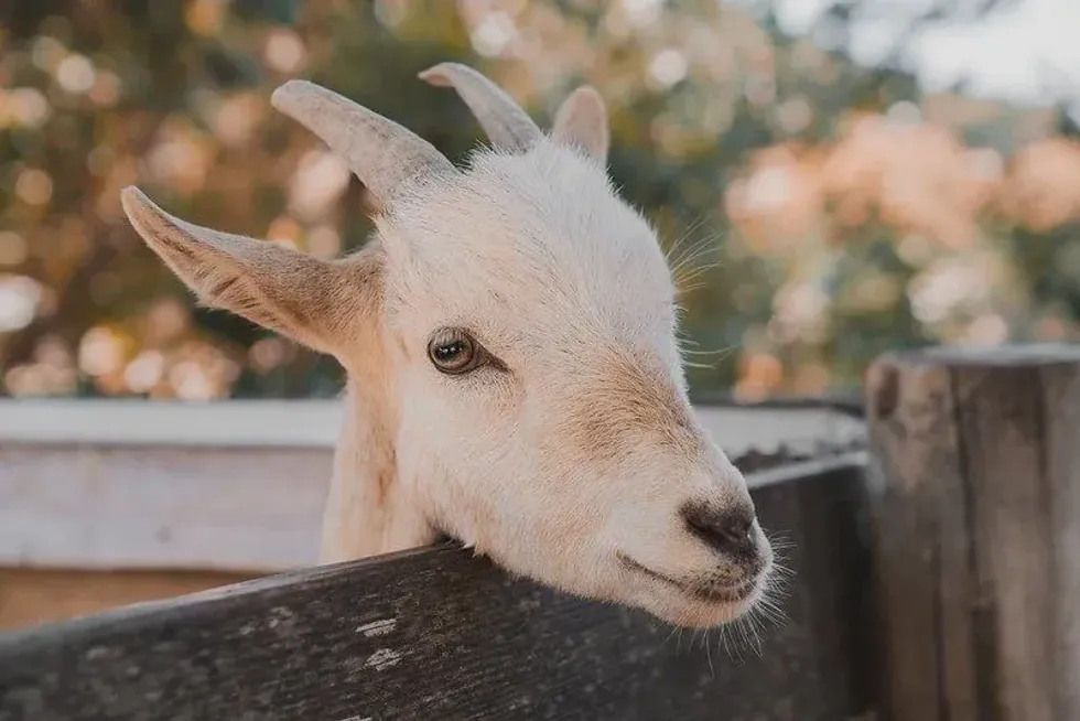 goat looking over a fence at a children's farm