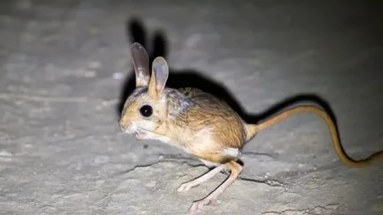 Gobi jerboa facts about how they have a mouse-like shape and tail.