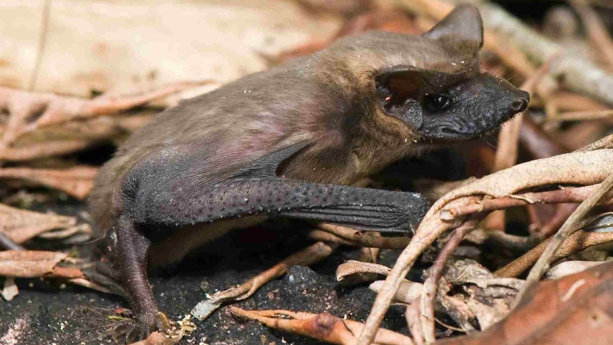 Goblin bat facts talk about the diet of this bat species belonging to the family Molossidae!