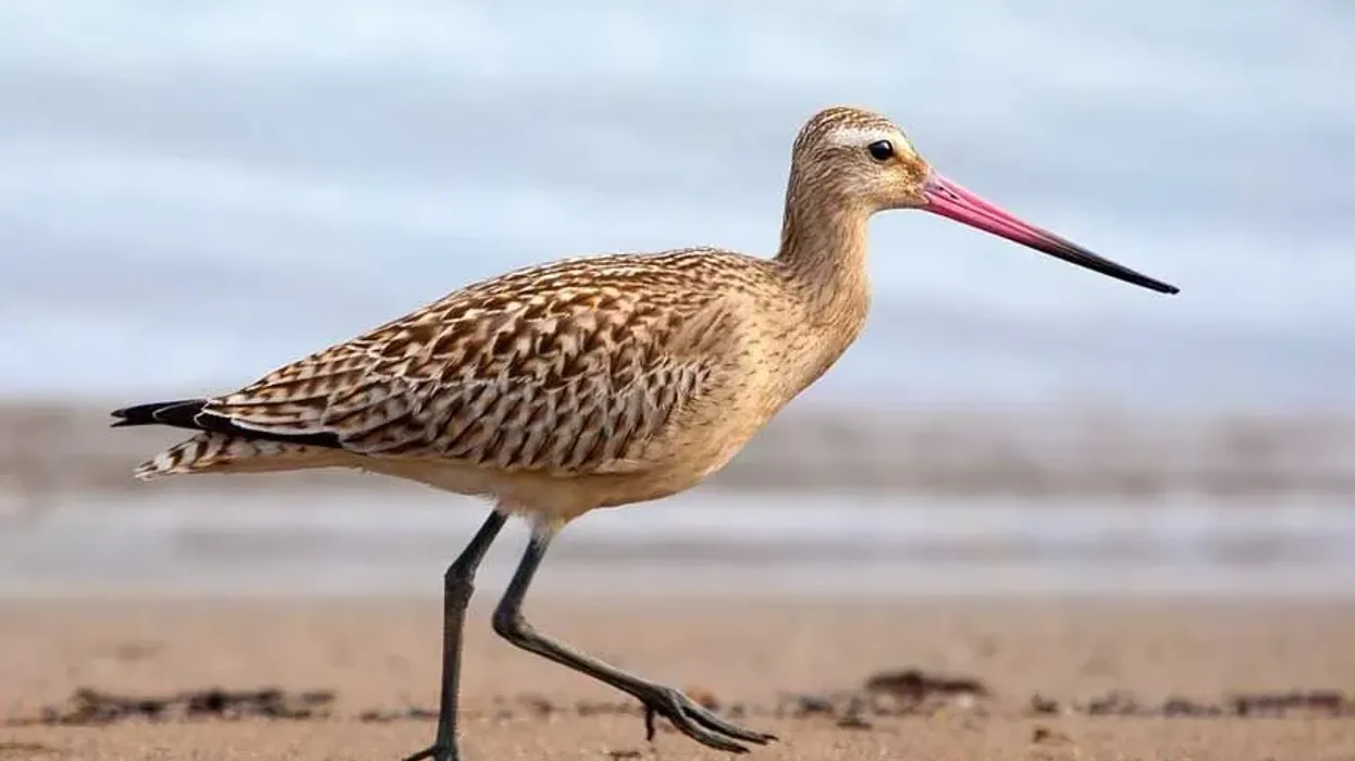 Godwit facts talk about their nest sites in Alaska