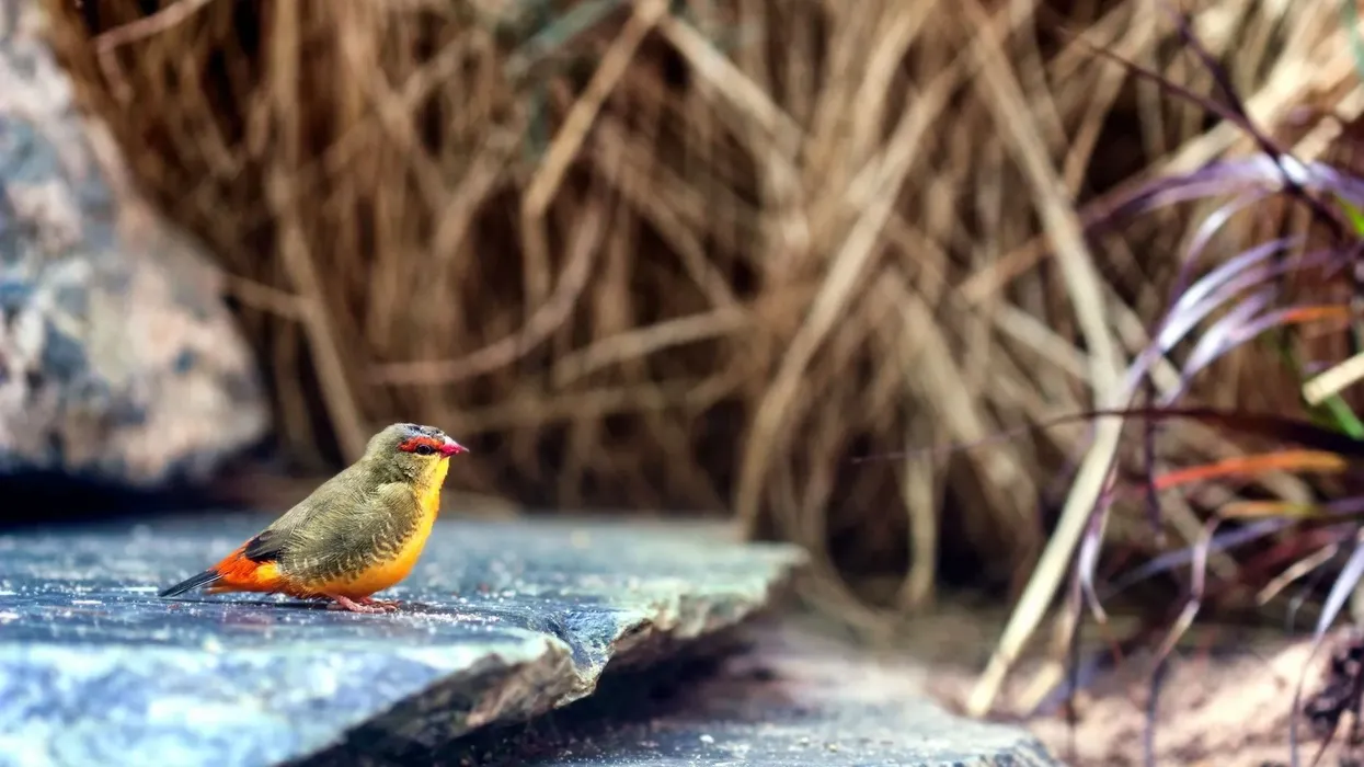 Gold-breasted waxbill facts for kids are educational!