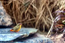 Gold-breasted waxbill facts for kids are educational!