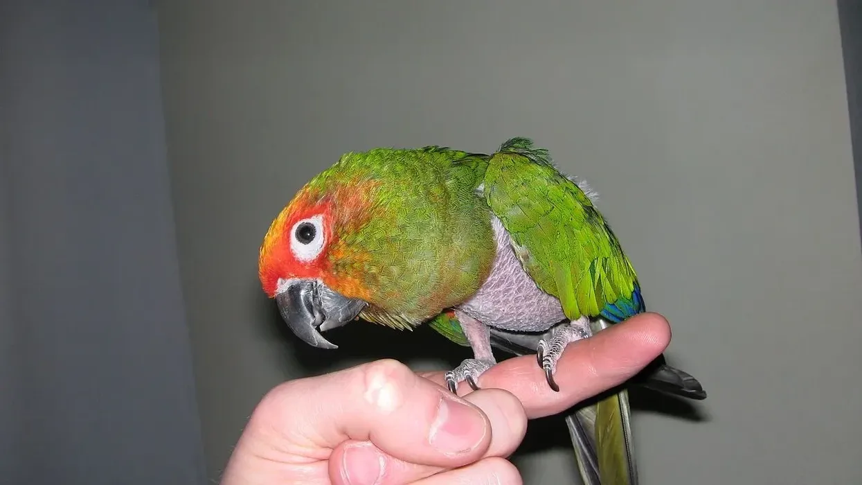 Gold-capped conure facts are interesting.