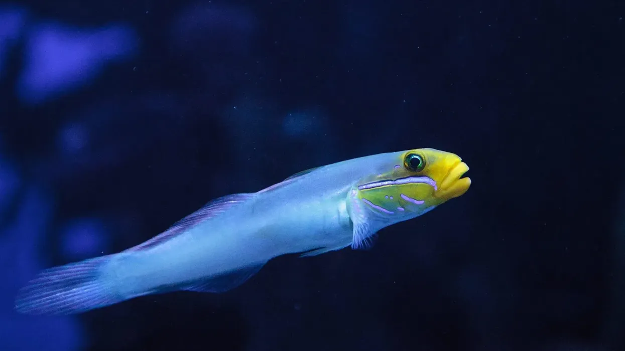 Gold-headed goby facts include the fact that they often pair up with shrimps to secure their burrows.