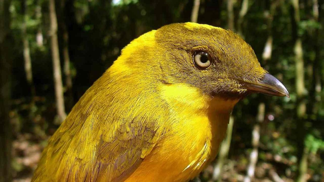 Golden bowerbird facts are intriguing.