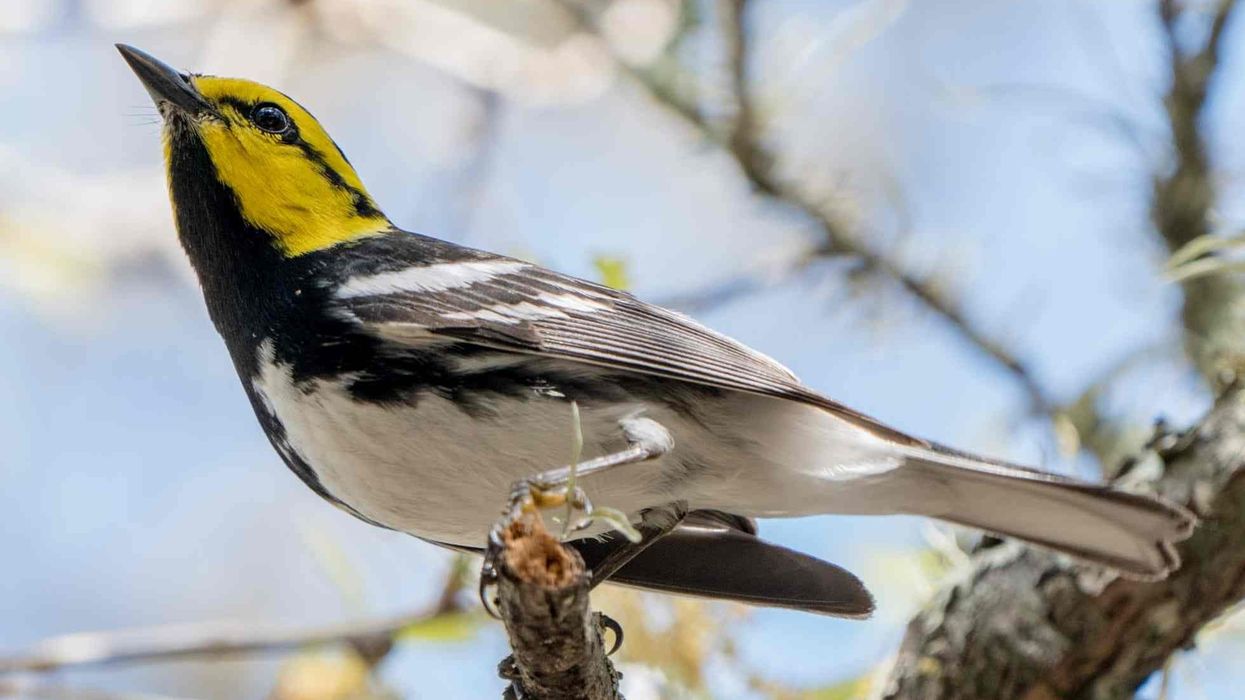 Golden-cheeked warbler facts about the North American bird species