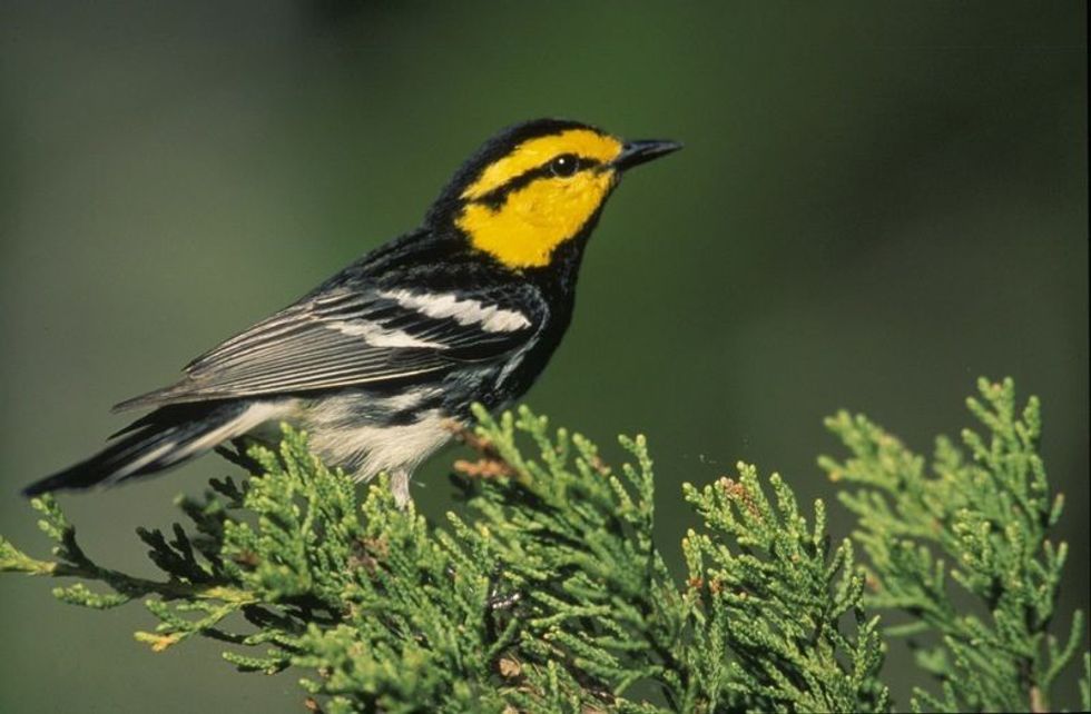 Fun Golden-cheeked Warbler Facts For Kids | Kidadl