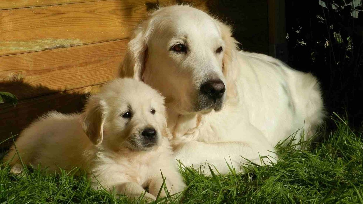 Golden Cocker Retriever facts about the mixed-breed puppy of the Golden Retriever and the English Cocker Spaniel.