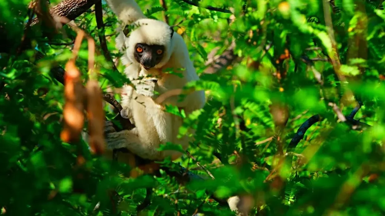 Golden-crowned sifaka facts are fun to learn about.