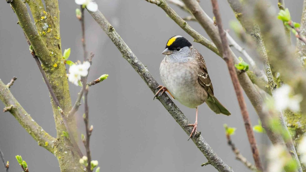 Golden-crowned sparrow facts are all about a unique sparrow of Passerellidae family.