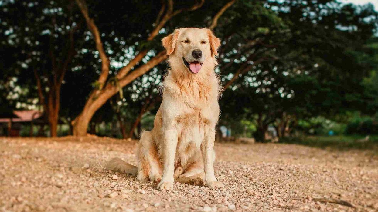 Golden dox facts tell you that it is also known as golden Weiner dog
