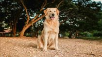 Golden dox facts tell you that it is also known as golden Weiner dog