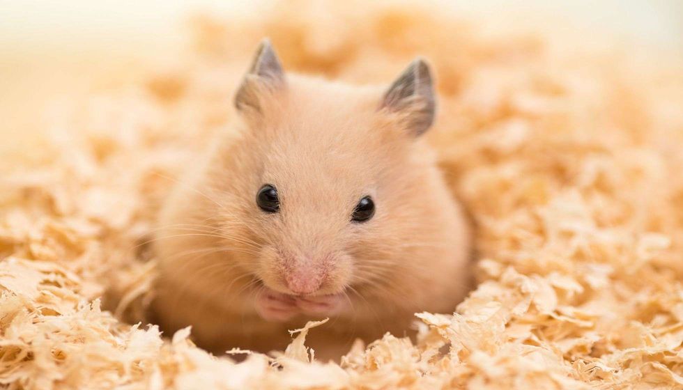 Golden Hamster on wooden chips.