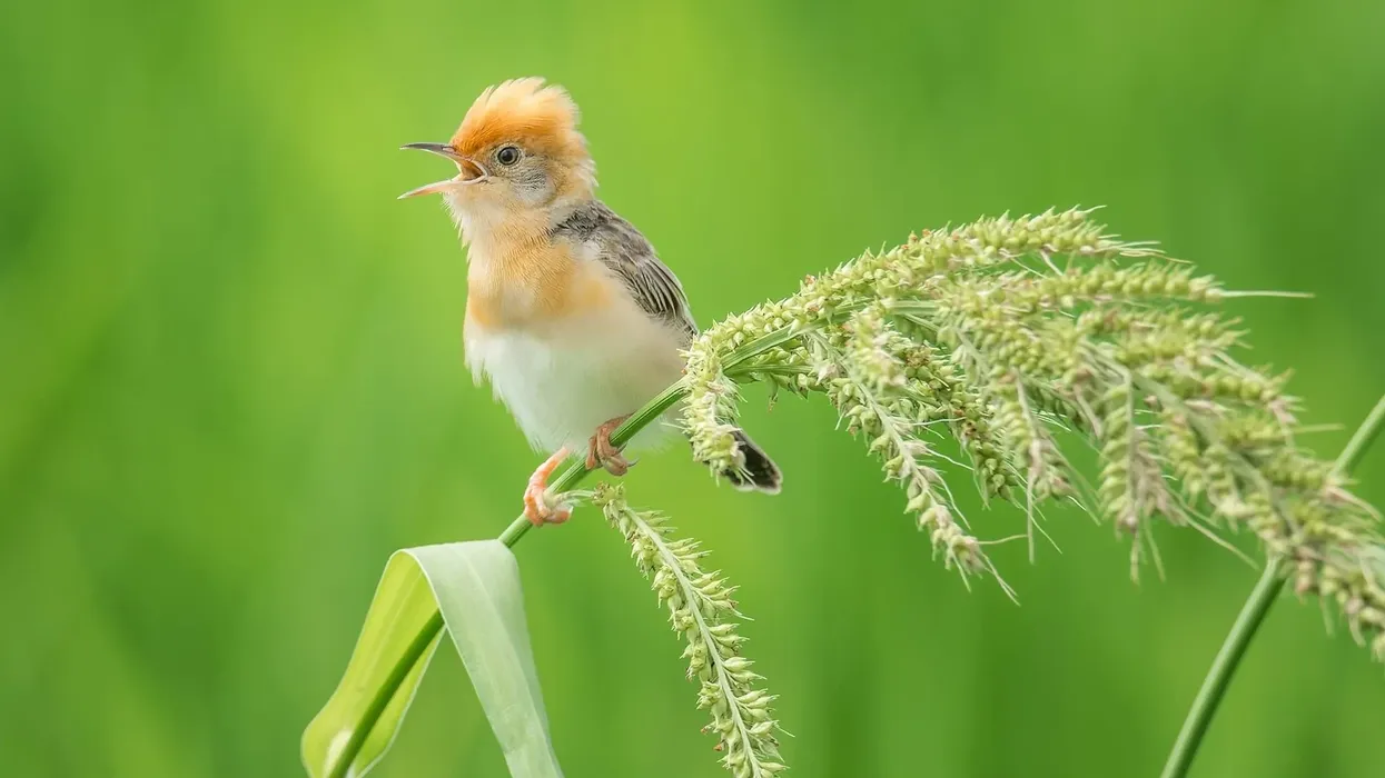 Golden-headed Cisticola facts include that grasslands and farms are the primary habitats of these species.