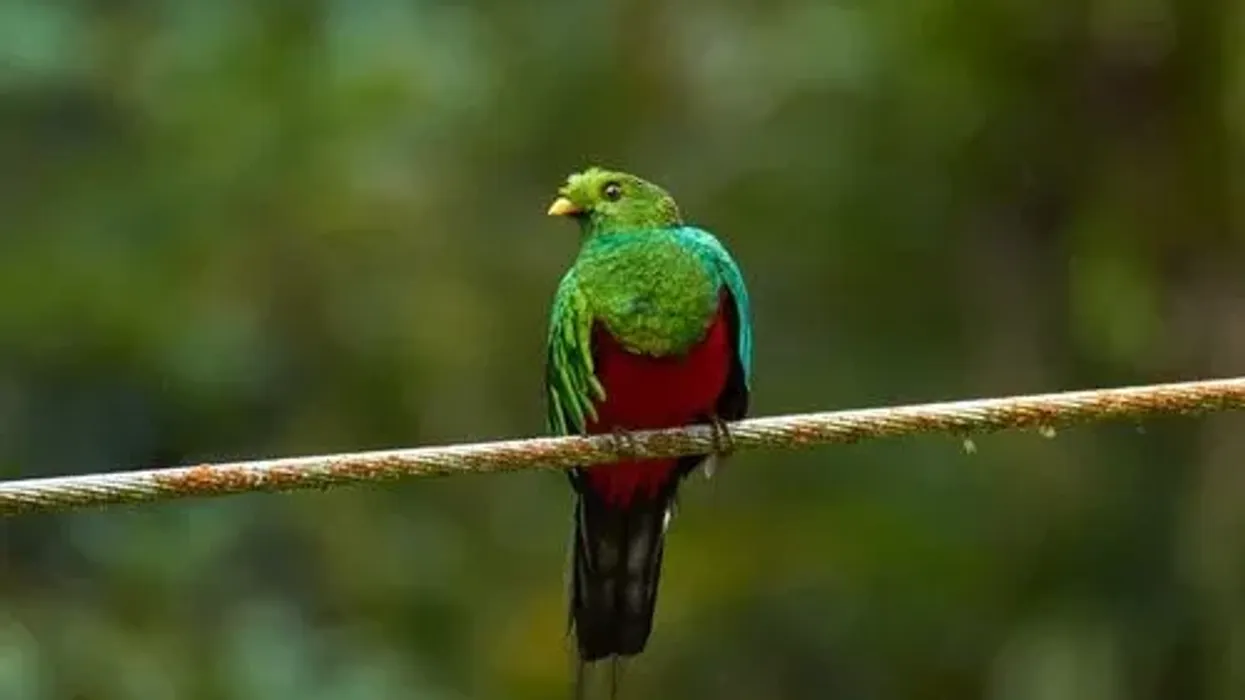 Golden-headed quetzal facts are interesting.