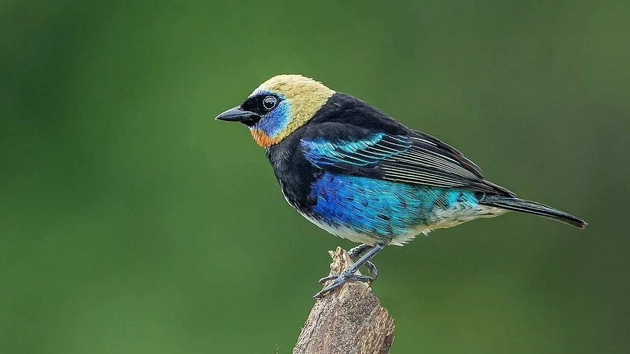 Golden-hooded tanager facts that are informative.