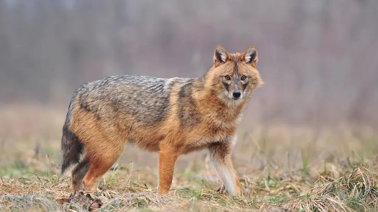 Golden Jackal facts about the wolf-like canid native species also known as the Indian jackal.